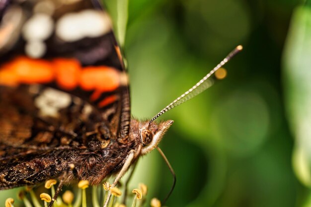 Close-up van een vlinder op een blad