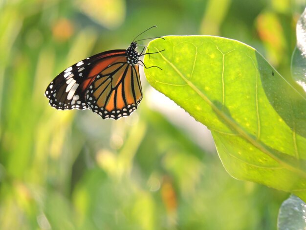 Foto close-up van een vlinder op een blad