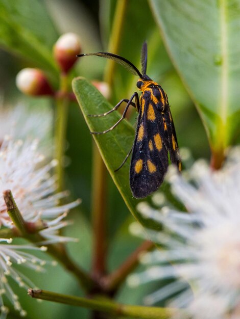 Foto close-up van een vlinder op een blad