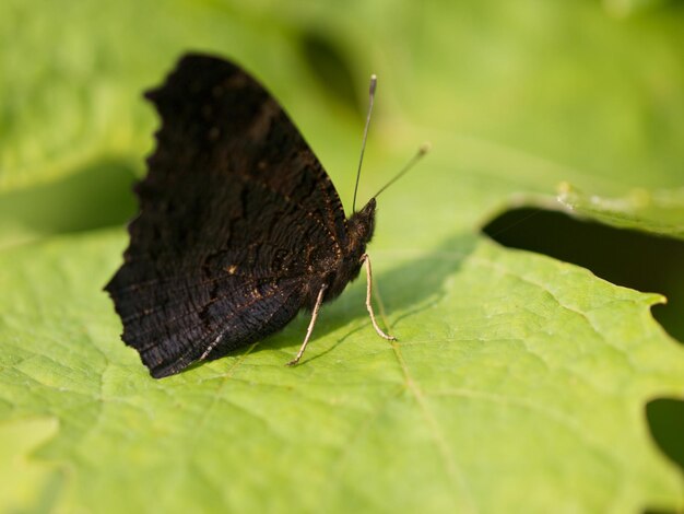 Foto close-up van een vlinder op een blad