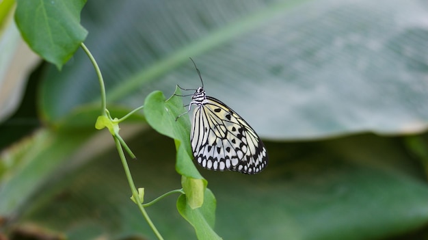 Close-up van een vlinder op een blad