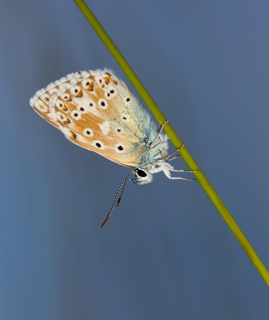 Foto close-up van een vlinder op een blad