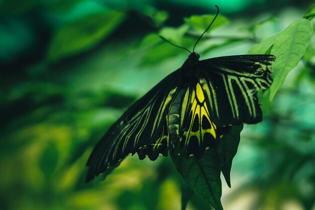 Close-up van een vlinder op een blad