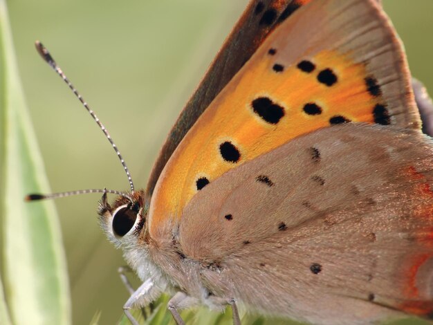 Close-up van een vlinder op een blad