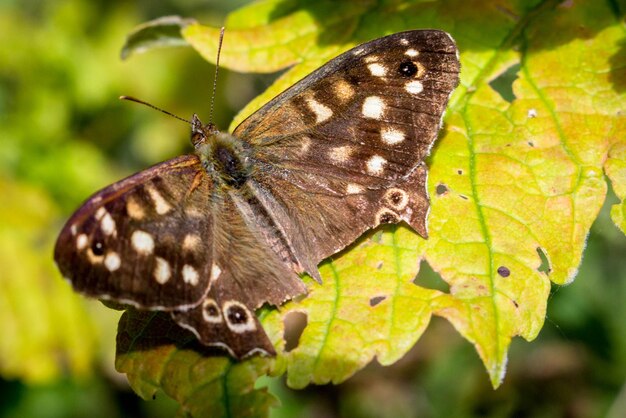 Close-up van een vlinder op een blad