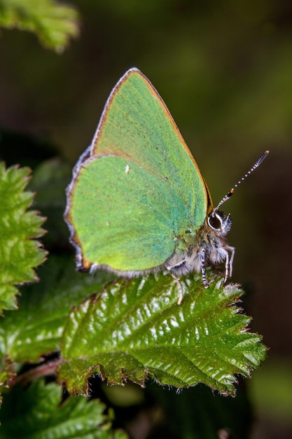 Foto close-up van een vlinder op een blad