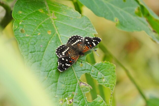 Foto close-up van een vlinder op een blad