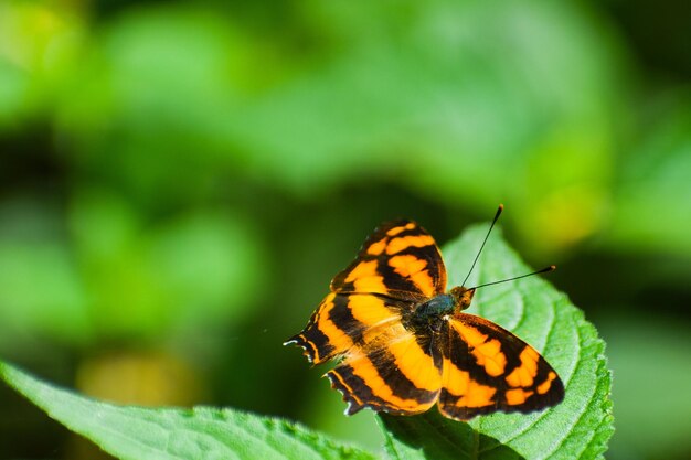 Foto close-up van een vlinder op een blad