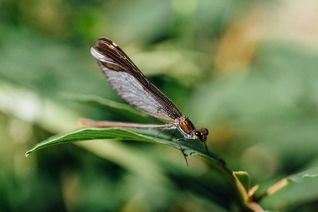 Foto close-up van een vlinder op een blad