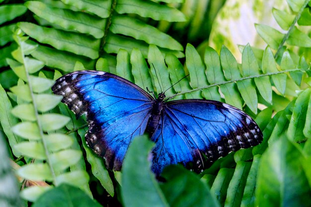Foto close-up van een vlinder op een blad