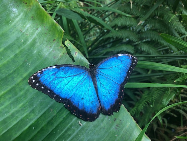 Foto close-up van een vlinder op een blauwe bloem