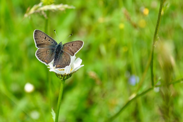 Close-up van een vlinder op een bloem