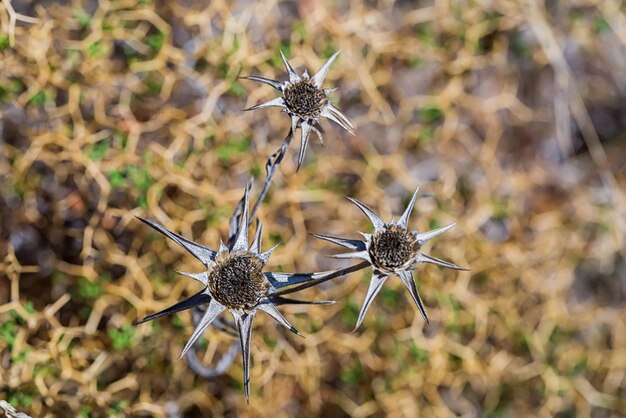 Foto close-up van een vlinder op een bloem