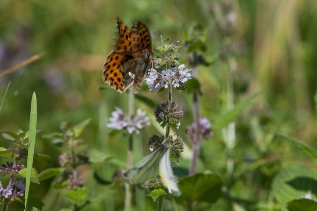 Foto close-up van een vlinder op een bloem