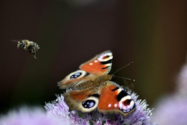 Close-up van een vlinder op een bloem