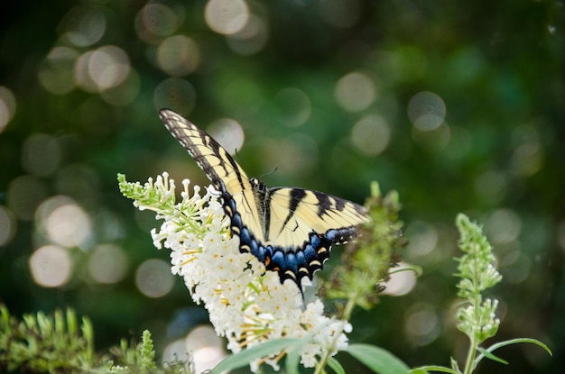 Close-up van een vlinder op een bloem