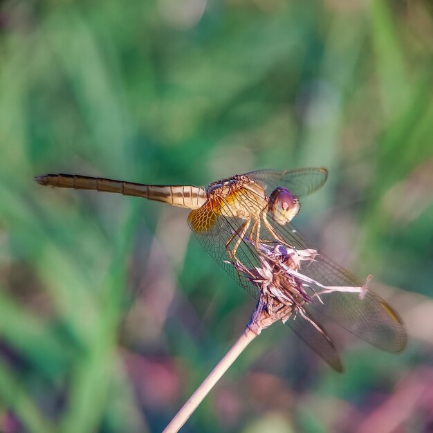 Foto close-up van een vlinder op een bloem