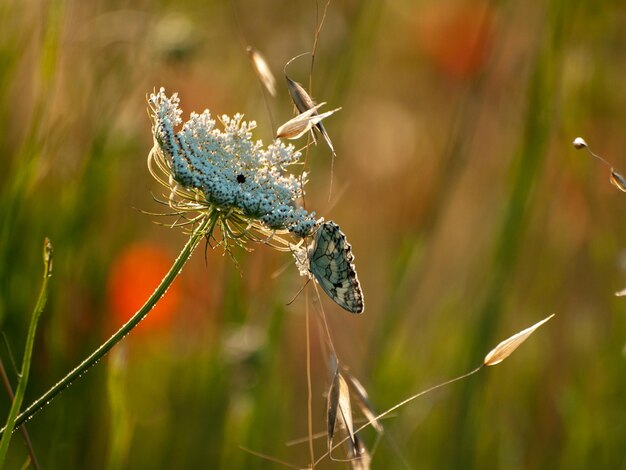 Foto close-up van een vlinder op een bloem