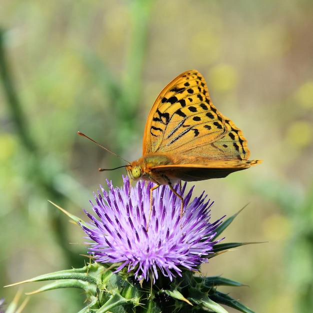 Close-up van een vlinder op een bloem