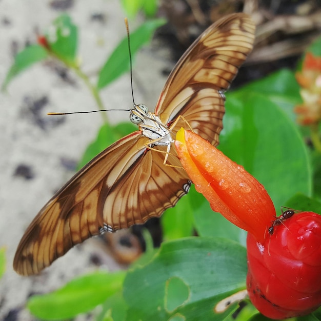 Foto close-up van een vlinder op een bloem