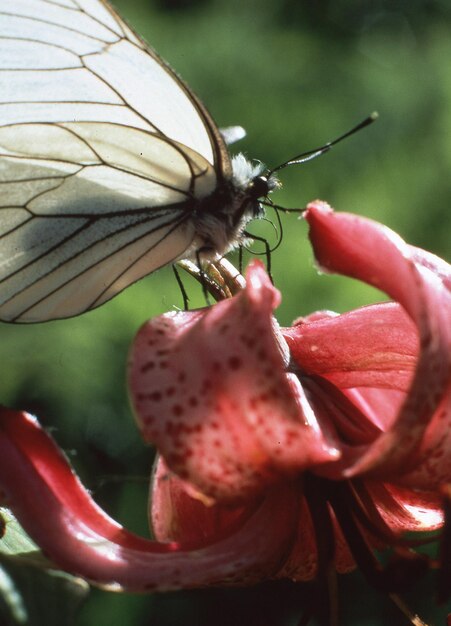 Foto close-up van een vlinder op een bloem