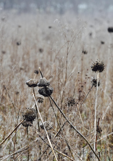 Foto close-up van een vlinder op een bloem