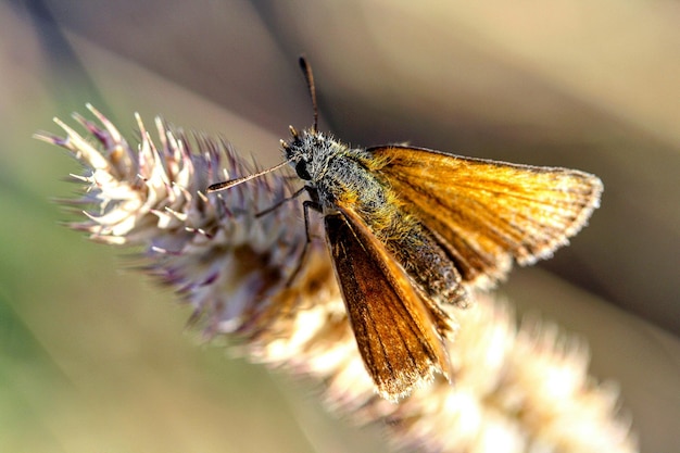 Foto close-up van een vlinder op een bloem