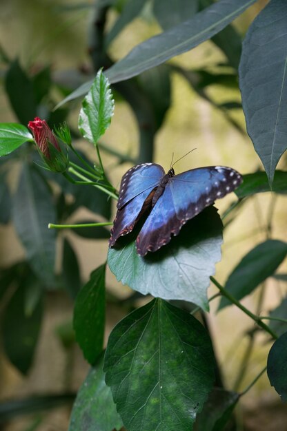 Foto close-up van een vlinder op een hibiscusplant