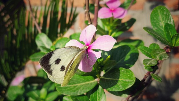 Foto close-up van een vlinder op een paarse bloeiende plant