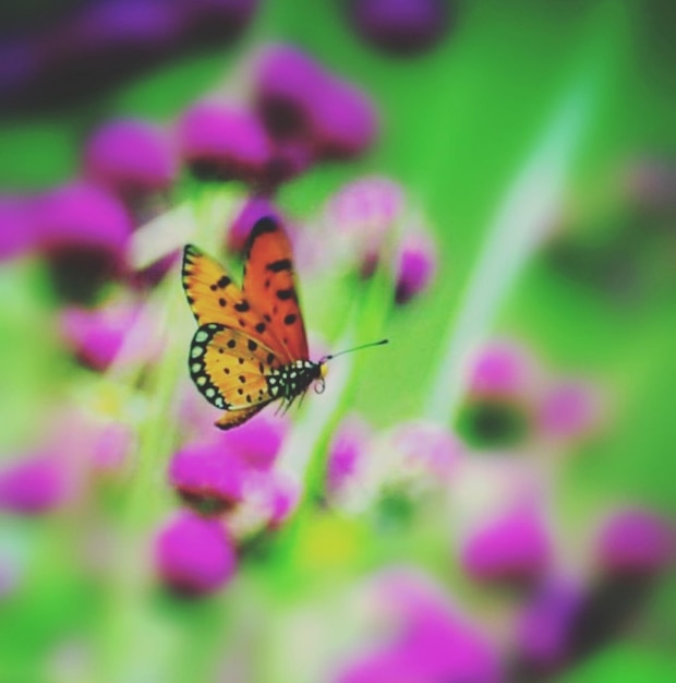 Foto close-up van een vlinder op een paarse bloem