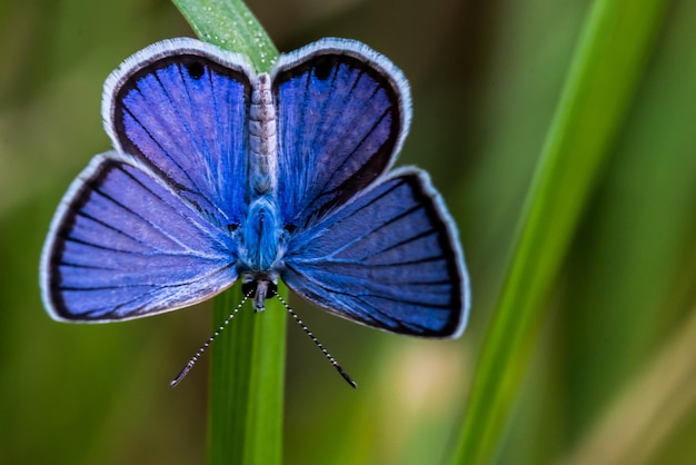 Close-up van een vlinder op een paarse bloem