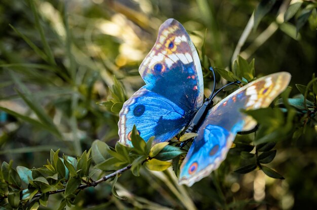 Foto close-up van een vlinder op een paarse bloem