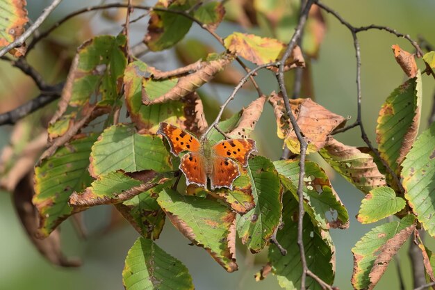 Foto close-up van een vlinder op een plant