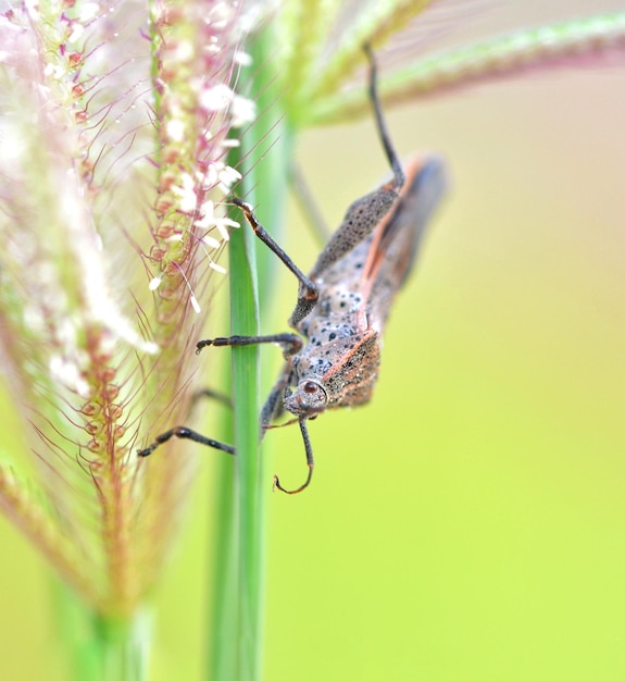 Foto close-up van een vlinder op een plant