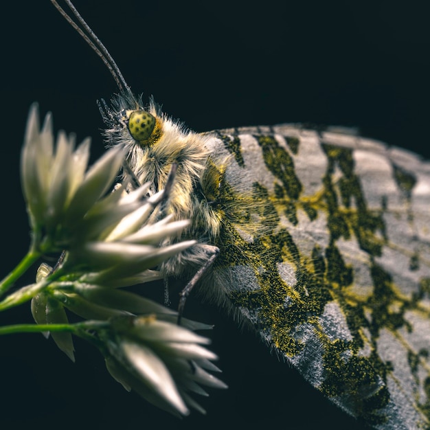 Close-up van een vlinder op een plant