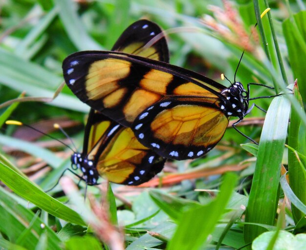 Foto close-up van een vlinder op een plant