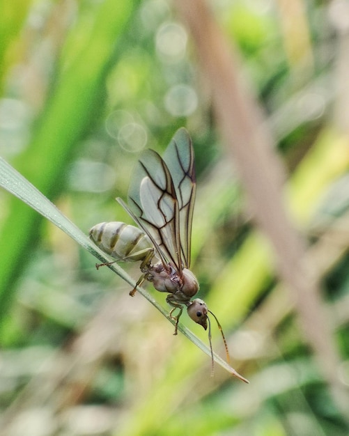 Foto close-up van een vlinder op een plant