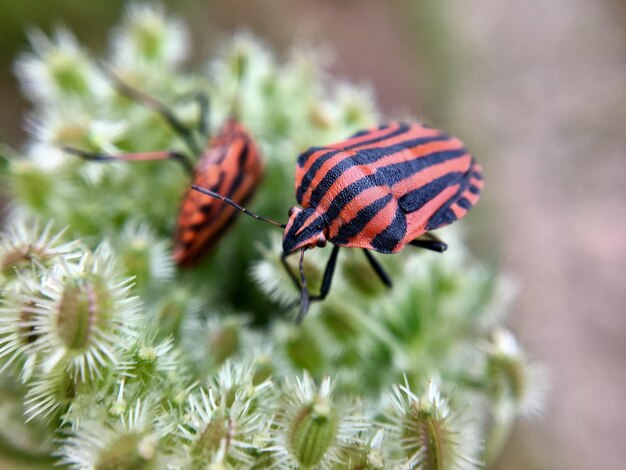 Foto close-up van een vlinder op een plant