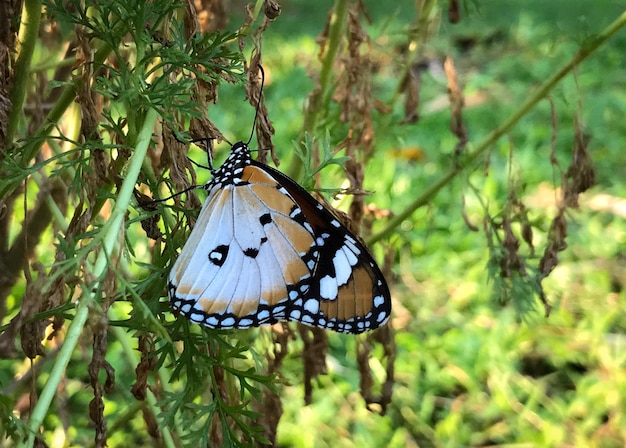 Foto close-up van een vlinder op een plant