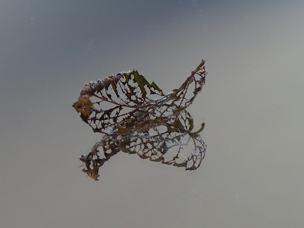 Foto close-up van een vlinder op een plant