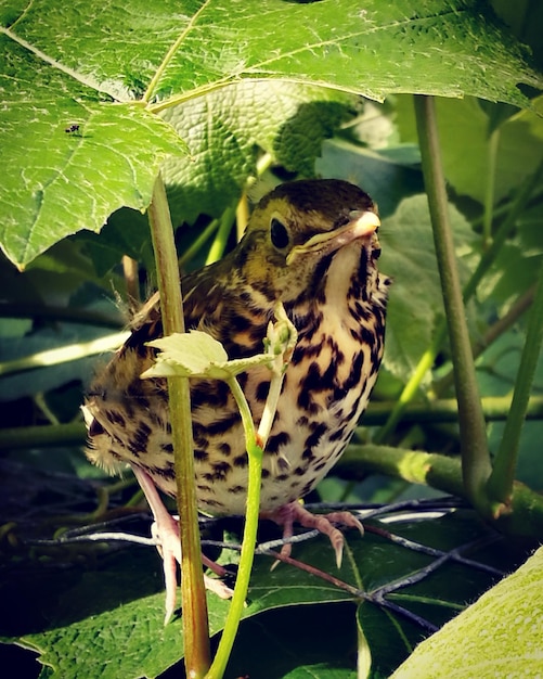 Foto close-up van een vlinder op een plant