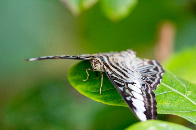 Close-up van een vlinder op een plant