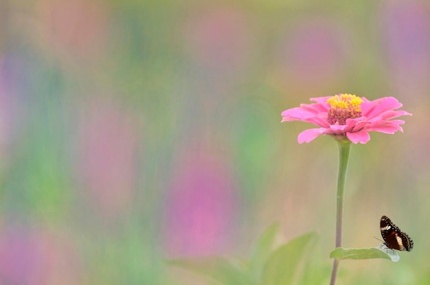 Close-up van een vlinder op een plant