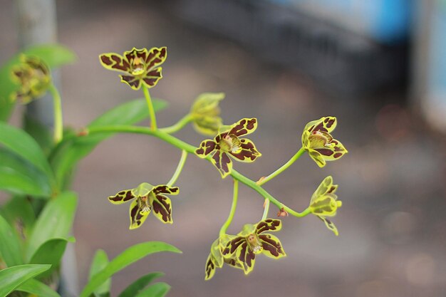 Foto close-up van een vlinder op een plant.