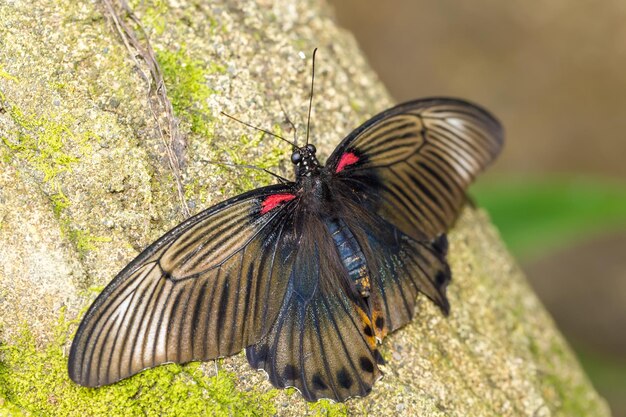 Foto close-up van een vlinder op een rots