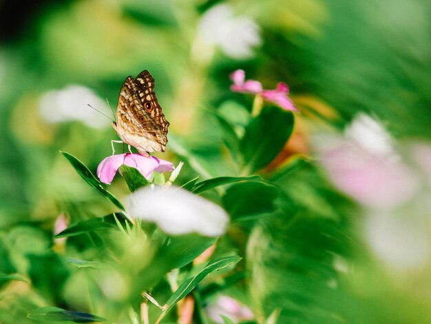 Foto close-up van een vlinder op een roze bloem