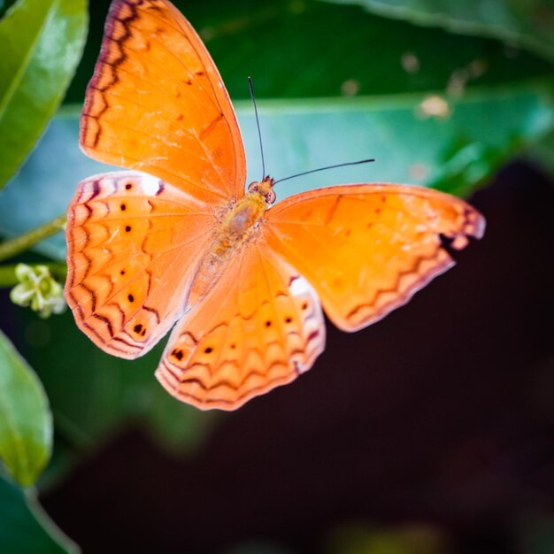 Foto close-up van een vlinder op een sinaasappelbloem