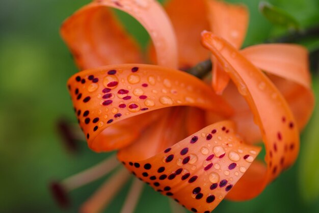 Foto close-up van een vlinder op een sinaasappelbloem