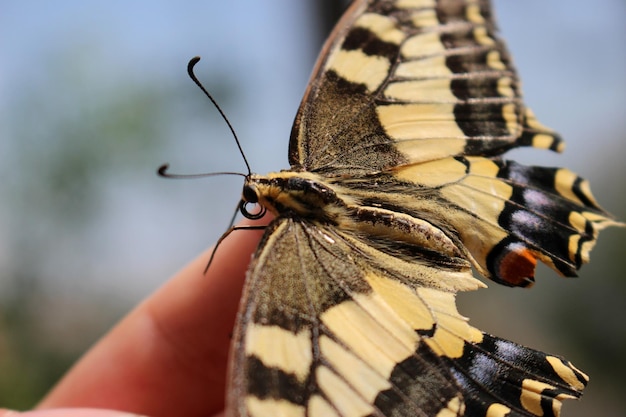 Foto close-up van een vlinder op een vinger