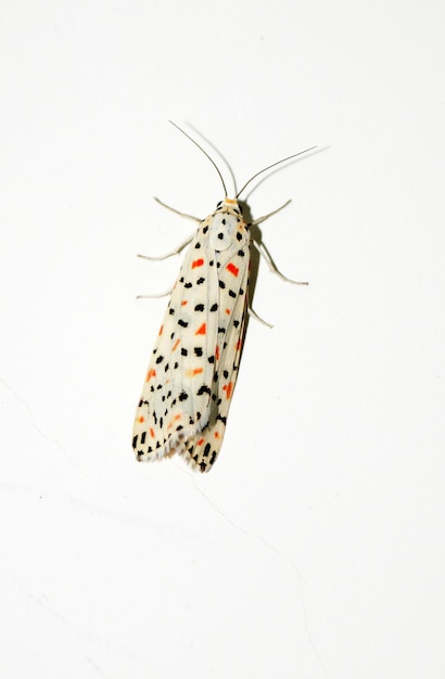 Close-up van een vlinder op een witte achtergrond